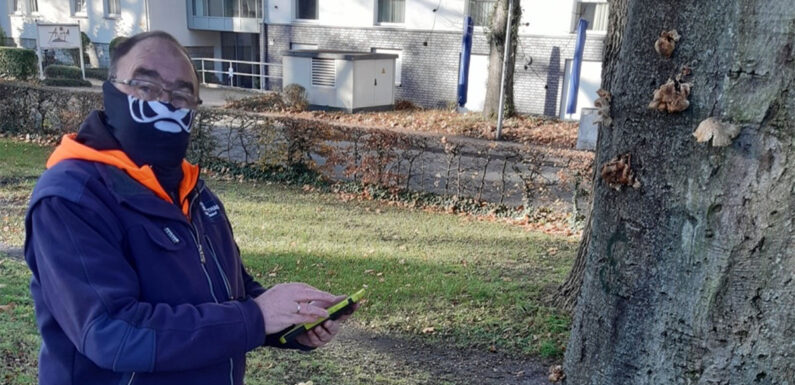 Stadthagen: Baumkontrolleur Uwe Achter achtet auf schädliche Baumpilze