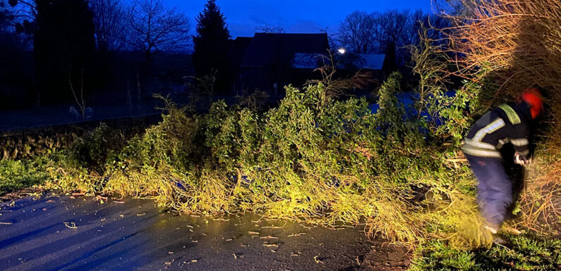 Feuerwehr zersägt umgestürzten Baum
