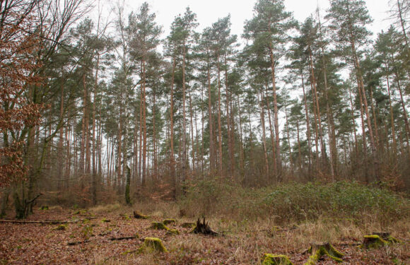 Zauberhafte Orte in Schaumburg: Stille und Schönheit im Schaumburger Wald