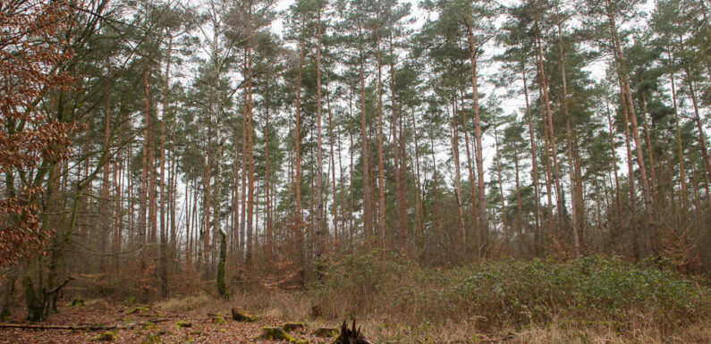 Zauberhafte Orte in Schaumburg: Stille und Schönheit im Schaumburger Wald
