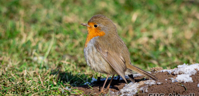 Rotkehlchen zum Vogel des Jahres 2021 gewählt