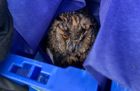 Polizei bringt verletzte Eule von Autobahn zu Wildtierstation Sachsenhagen