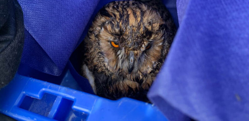 Polizei bringt verletzte Eule von Autobahn zu Wildtierstation Sachsenhagen
