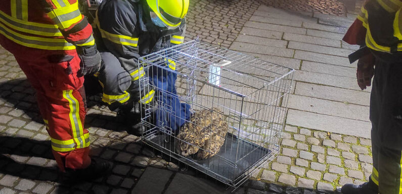 Rettungseinsatz von Polizei und Feuerwehr: Eule in Bückeburger Innenstadt gerettet