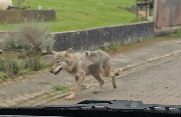 Ungewöhnliche Begegnung: Wolf läuft mitten durch Ahnsen