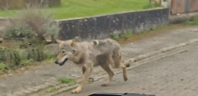 Ungewöhnliche Begegnung: Wolf läuft mitten durch Ahnsen