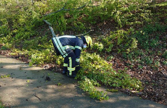 Windböen lassen Baum umstürzen