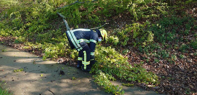Windböen lassen Baum umstürzen