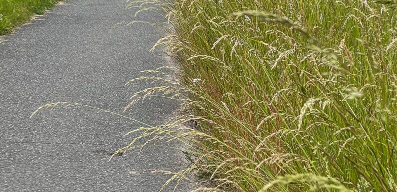 „Wann wird endlich gemäht?“ Stadtverwaltung Stadthagen bittet um Geduld