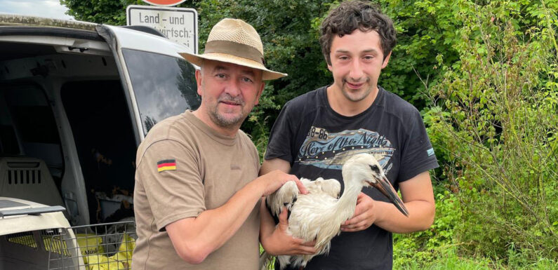Rettung für den Storch: Jungvogel in Weidezaun verfangen