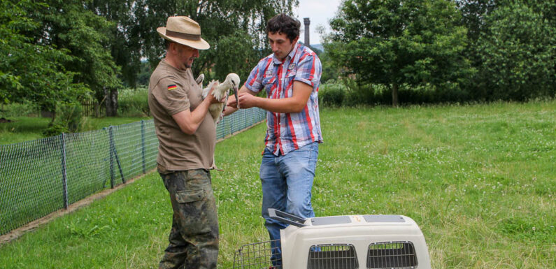 Gefiedertes Happy End in Petzen: Findelstorch „Max“ wieder mit Familie vereint