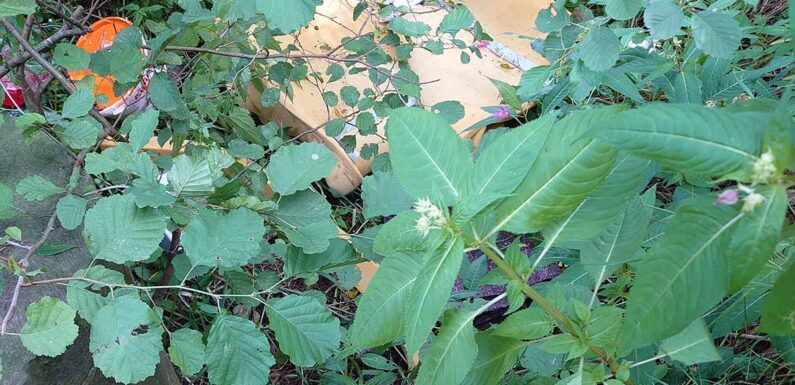 Müllentsorgung in Bückeburger Niederung