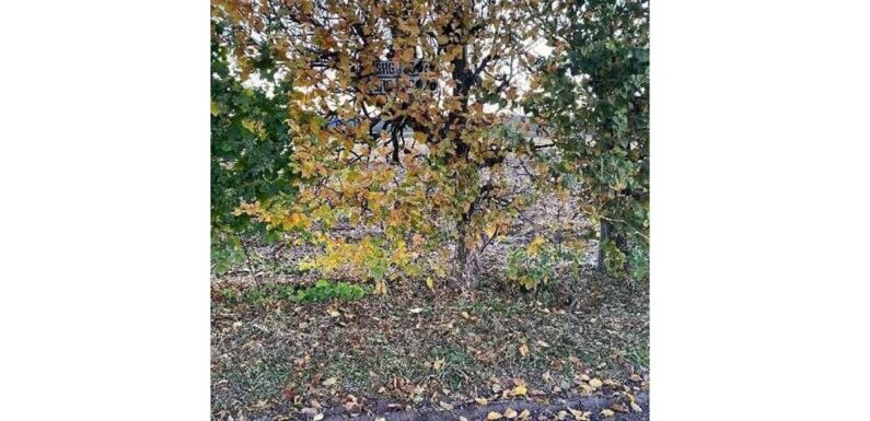 Kennzeichen in Bückeburg gestohlen und in Rinteln an Baum gehängt