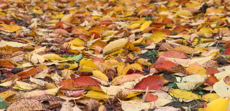 Hinweis der Stadt Bückeburg: Laub nicht auf Fahrbahnen sammeln oder entsorgen