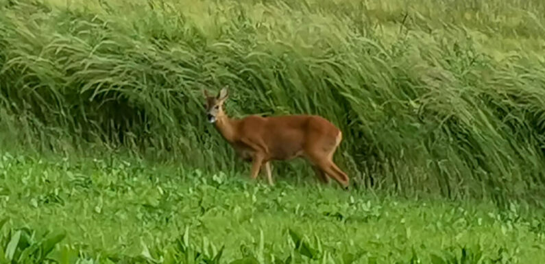 Zeitumstellung erhöht die Gefahr von Wildunfällen