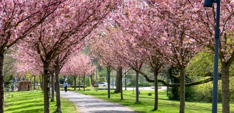 Stadthagen: Bankstandorte auf dem Westwall werden erneuert