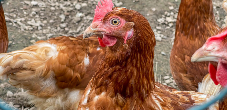 Geflügelpest: Seuchengeschehen im Landkreis hat sich „deutlich beruhigt“