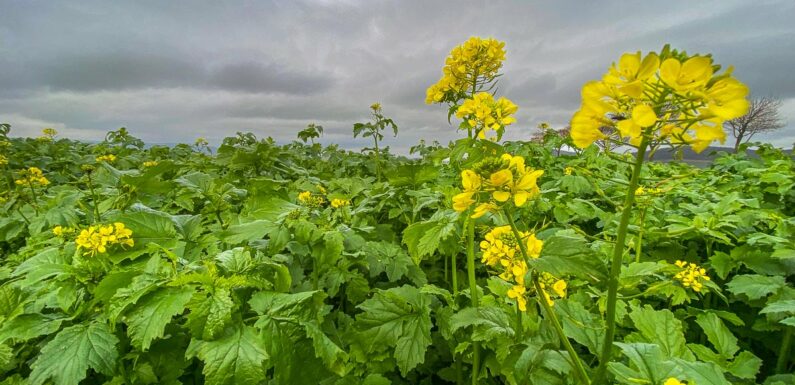 Gelbe Felder in der Region: Hat sich der Raps etwa in der Jahreszeit geirrt?