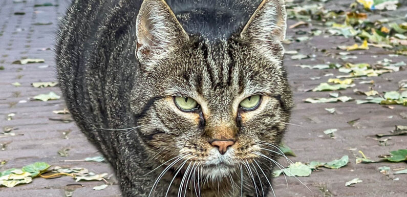 Transporterfahrer bremst ab: Auffahrunfall wegen Katze