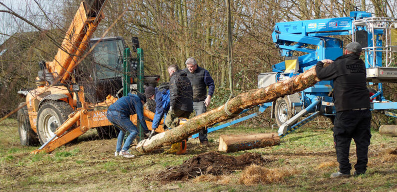 Reparatur für gefiederte Gäste: Storchenpaar in Meinsen-Warber bekommt neuen Mast aus dem Schaumburger Wald