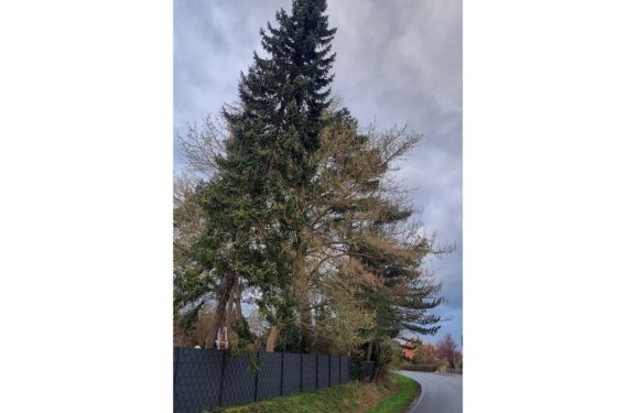 Große Tanne in Schieflage