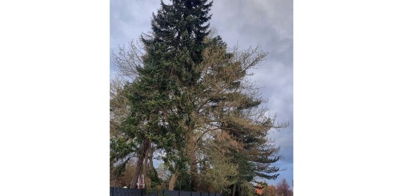 Große Tanne in Schieflage