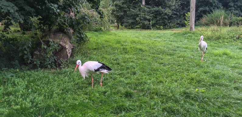Vielseitiges Ferienspaßangebot der Kreisjugendpflege Schaumburg