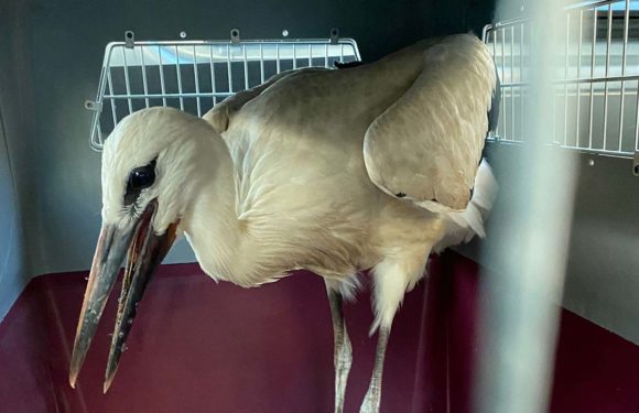 Verletzten Storch in Evesen gerettet