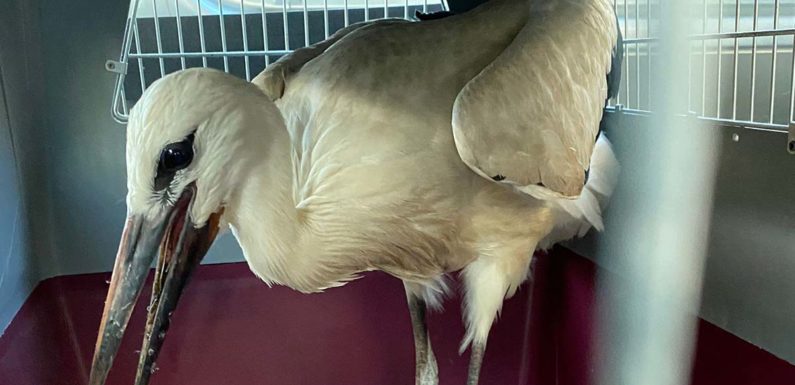 Verletzten Storch in Evesen gerettet