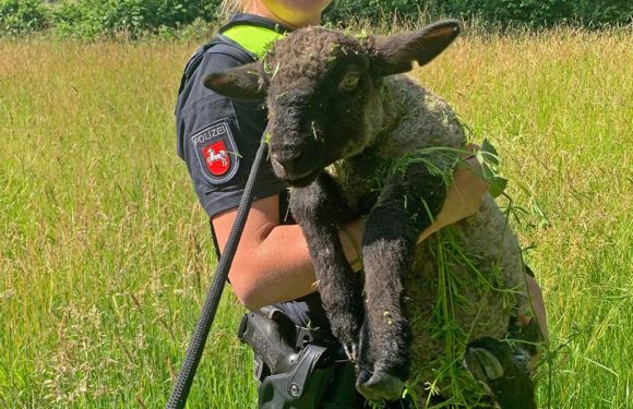 Schaf auf Standstreifen der B65 gesichtet