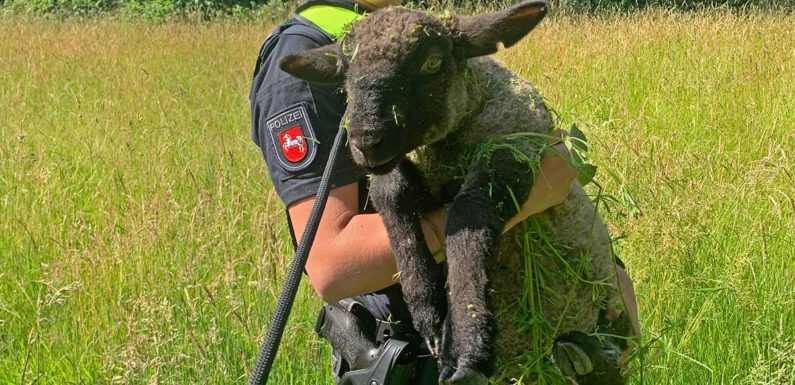 Schaf auf Standstreifen der B65 gesichtet