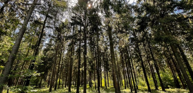 Exkursion mit der VHS: „Waldwirtschaft im Klimawandel“