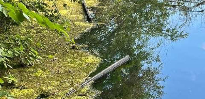 Vandalismus in Stadthagen: Vier Bänke in Teich am Friedhof geworfen