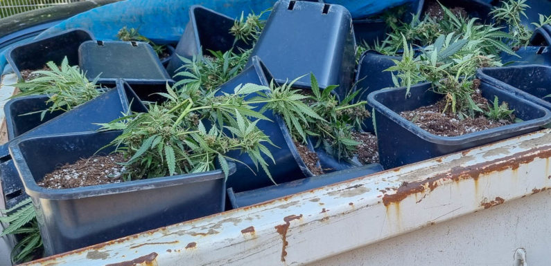 Zeuge entdeckt Indoor-Plantage: Polizei beschlagnahmt rund 1000 Cannabispflanzen in Niedernwöhren