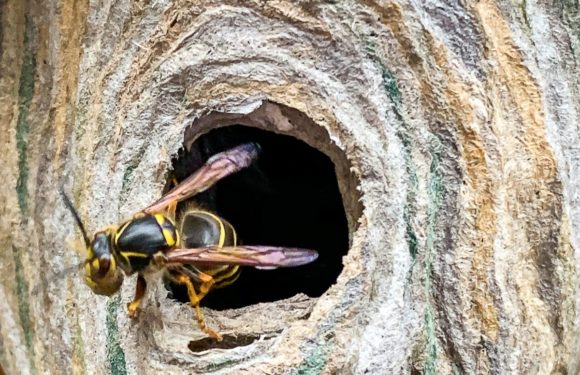 Seggebruch: „Kammerjäger“ entfernen Wespennest für 1.331 Euro, Polizei ermittelt