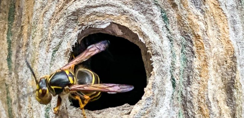 Seggebruch: „Kammerjäger“ entfernen Wespennest für 1.331 Euro, Polizei ermittelt