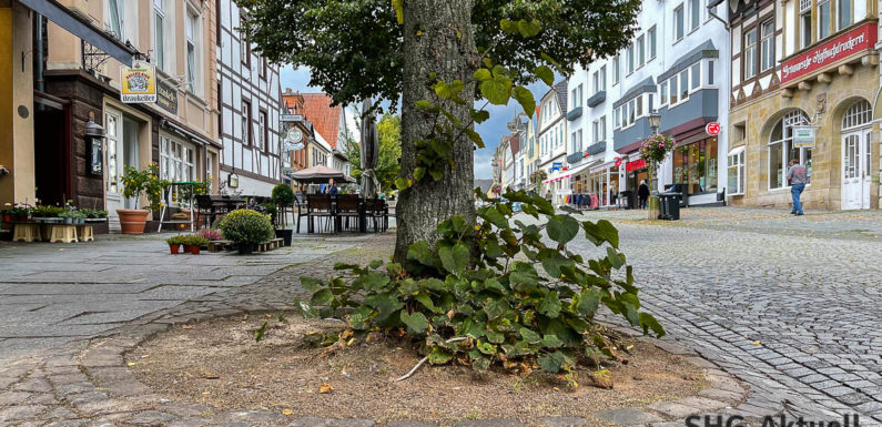 Bückeburg: Vorbereitungen für Baumsanierung in der Langen Straße starten