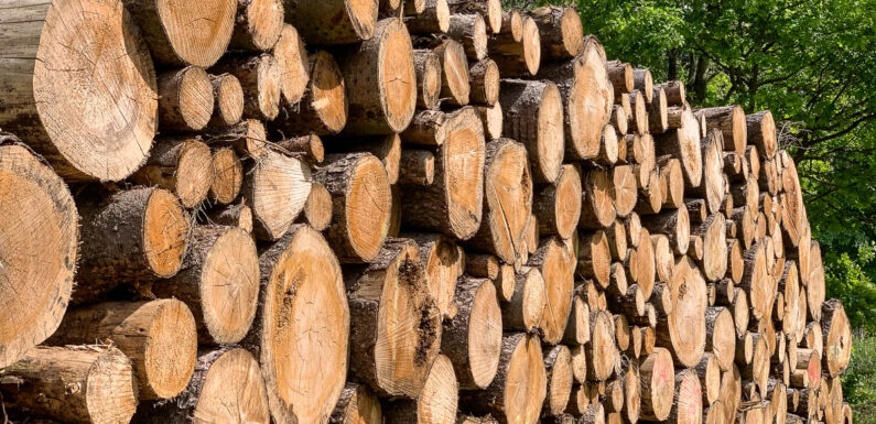 Holzdiebstahl im Schaumburger Wald und Alkohol im Verkehr