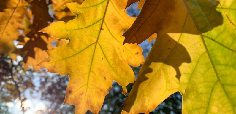 Kompostierungsanlage geht in die Verlängerung