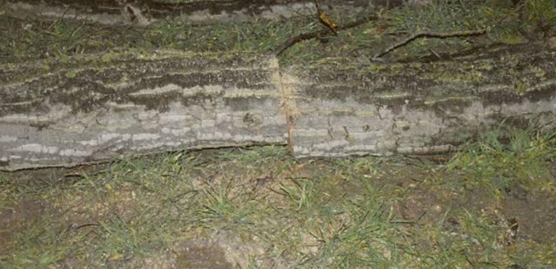 Stadthagen: Polizei erwischt Holzdieb auf frischer Tat