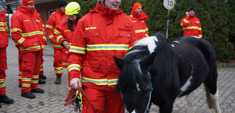 DLRG Wasserrettungszug Schaumburg übt die Evakuierung von Pferden