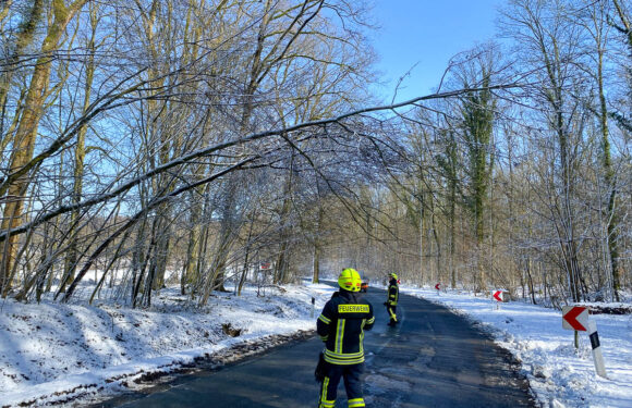 Ausgelöste Brandmeldeanlage und ein tief hängender Baum
