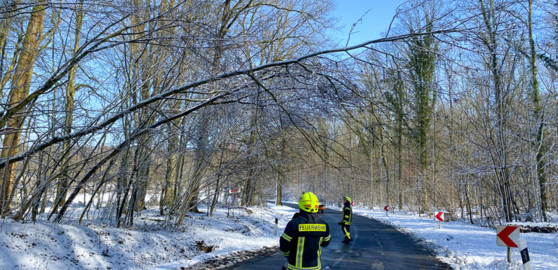 Ausgelöste Brandmeldeanlage und ein tief hängender Baum