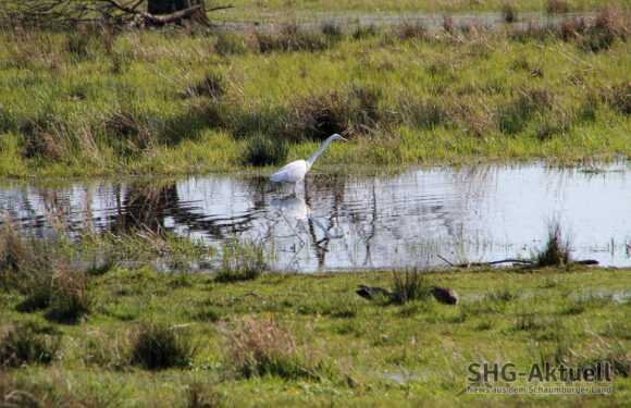 Eine Blänke für mehr Wasser: Förderverein stellt Planungen für die Bückeburger Niederung vor