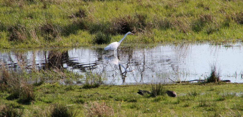 Eine Blänke für mehr Wasser: Förderverein stellt Planungen für die Bückeburger Niederung vor