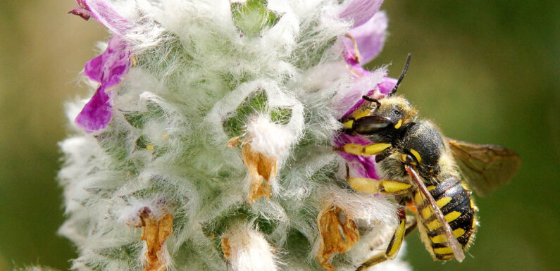 „Bienen-Enthustiast“ Peter Walter informiert in Scheier Dorfgemeinschaftshaus über insektenfreundliche Gärten