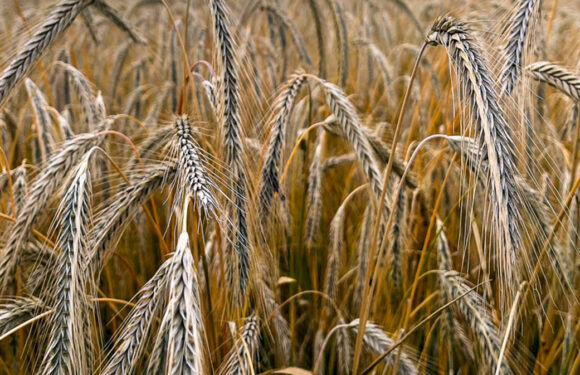 In Südhorsten wird vom 18. bis 20. August das Erntefest gefeiert