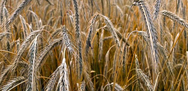 In Südhorsten wird vom 18. bis 20. August das Erntefest gefeiert