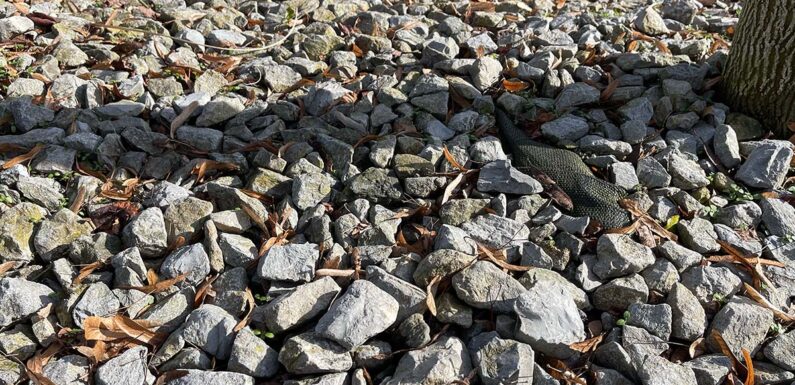 Mehr Artenvielfalt vor der eigenen Haustür: Kein Summen im Schottergarten