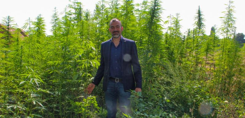 Cannabis-Netzwerk Schaumburg möchte informieren, aufklären und Hanfpflanze vielfältig nutzen